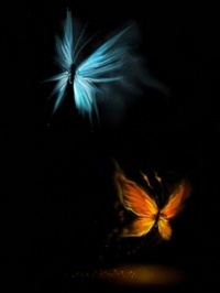 Glowing butterflies